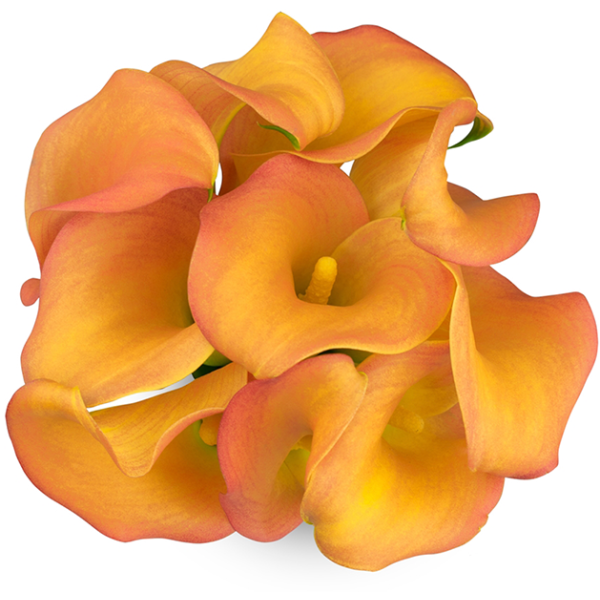 Mini Calla Lily Orange Mango 50 cm