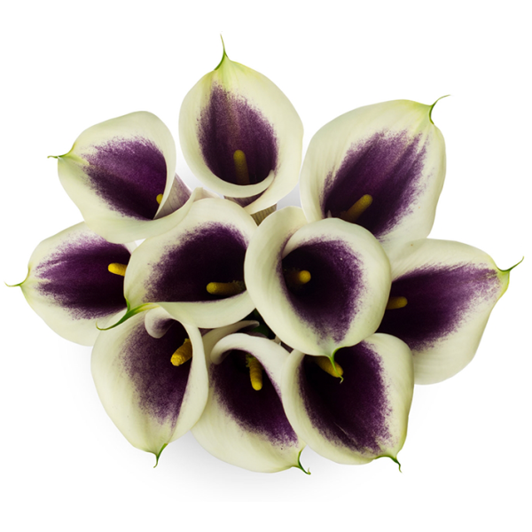 Mini Calla Lily Picasso 50 cm