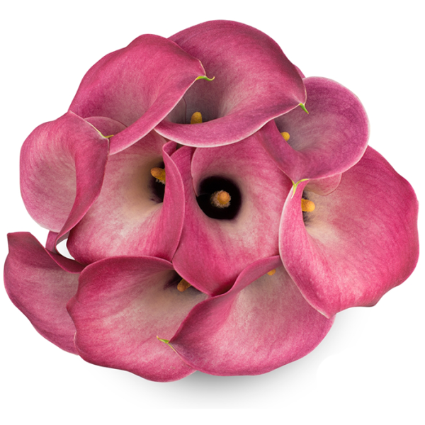 Mini Calla Lily Pink 50 cm