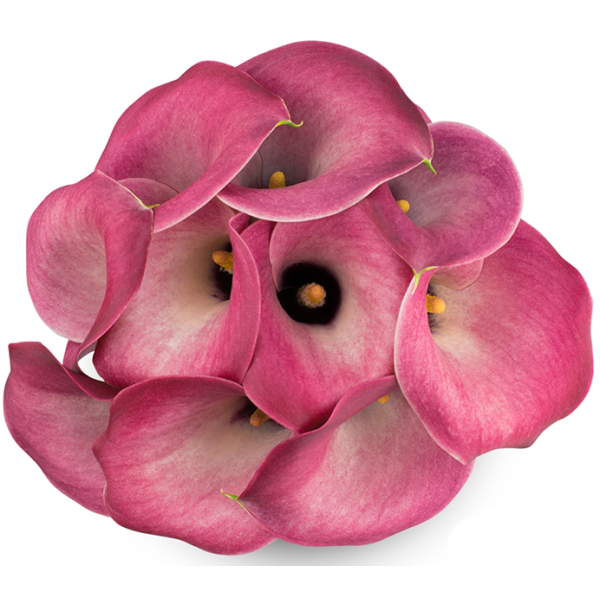 Mini Calla Lily Light Pink 50 cm