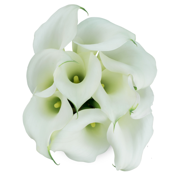 Mini Calla Lily White Petite