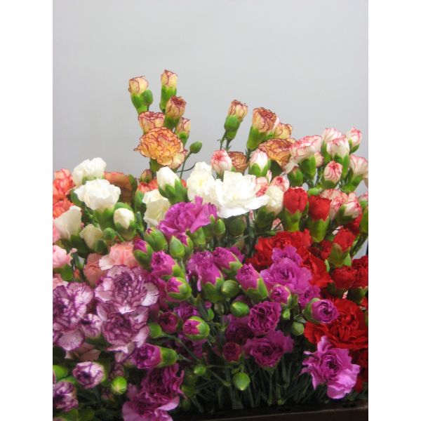 Mini Carnations Assorted Colors – Mixed Wholesale Carnations in Bulk for Events, Bouquets & DIY Arrangements