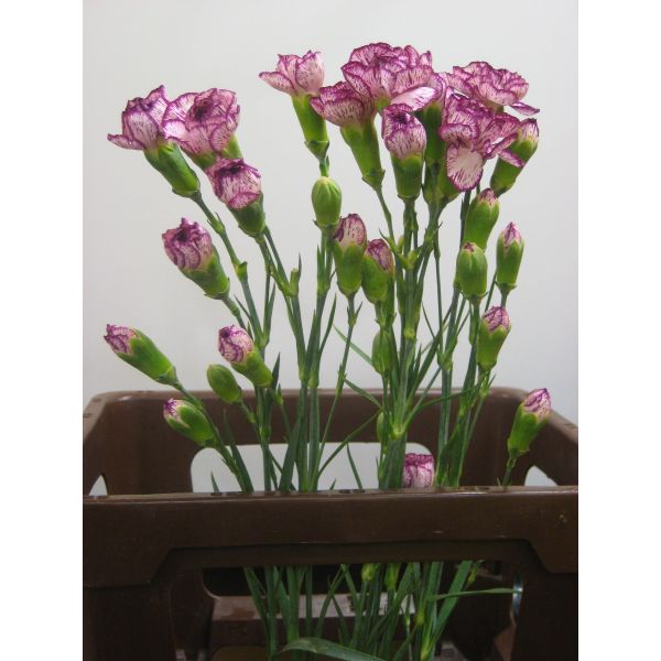 Mini Lavender Carnations – Soft Lavender Wholesale Mini Carnations in Bulk for Events & Bouquets