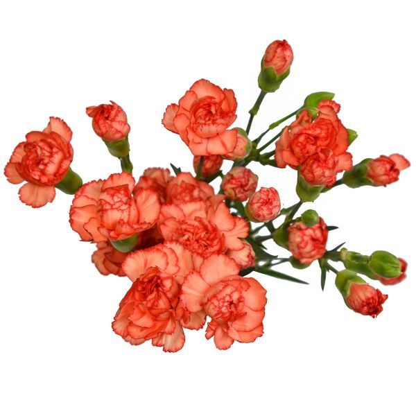 Mini Orange Carnations – Vibrant Orange Wholesale Mini Carnations in Bulk for Events & Bouquets