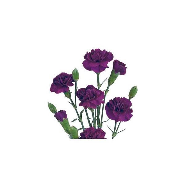 Mini Purple Carnations – Vibrant Purple Wholesale Mini Carnations in Bulk for Events & Bouquets