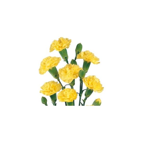 Mini Yellow Carnations – Bright Yellow Wholesale Mini Carnations in Bulk for Events & Bouquets