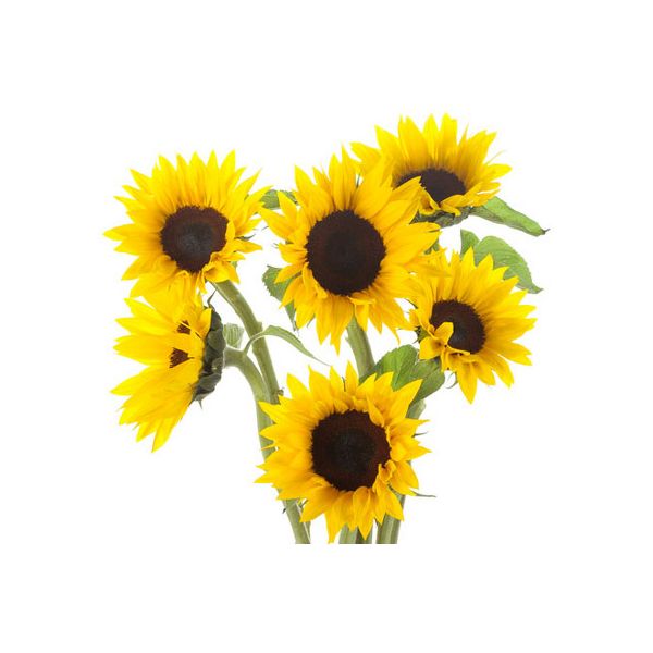 Mini sunflowers - Black Center