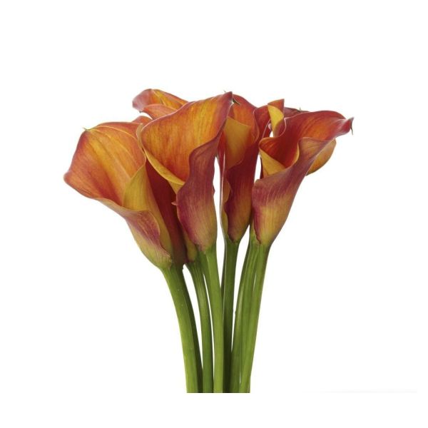 Mini Calla Lily Bi Color Orange 50 cm