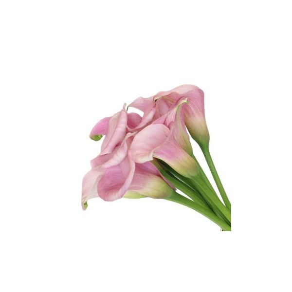 Mini Calla Lily Light Pink Petite