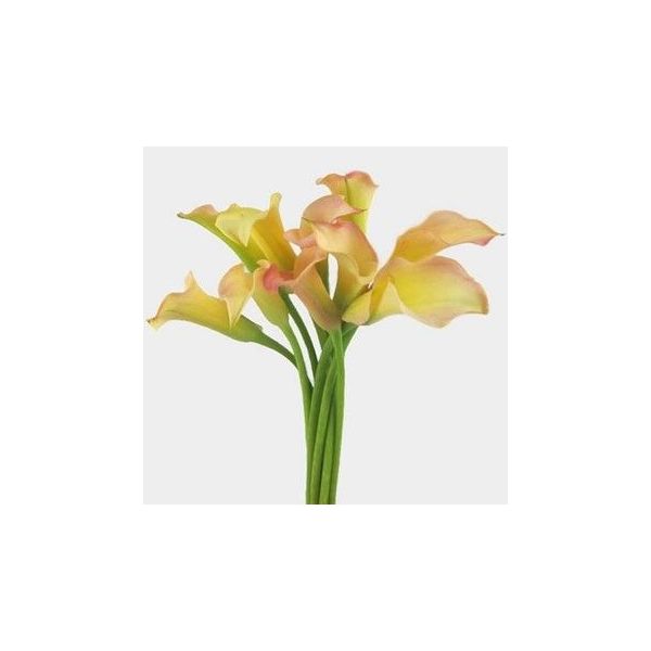 Mini Calla Lily Peach 50 cm