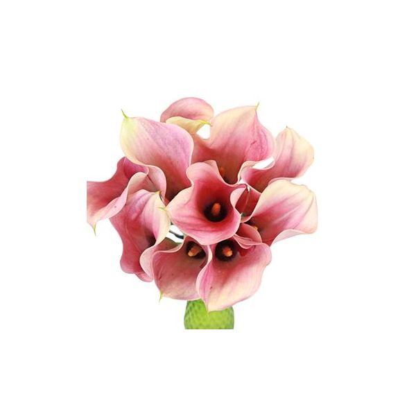 Mini Calla Lily Peach Petite