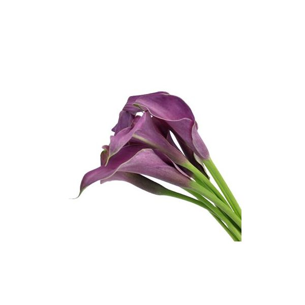 Mini Calla Lily Purple Petite