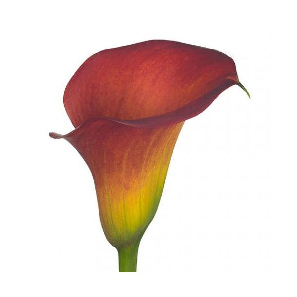 Mini Calla Lily Red Aranal 50 cm