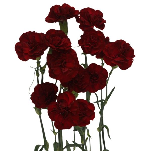 Mini Burgundy Carnations – Rich Burgundy Wholesale Mini Carnations for Events & Bouquets