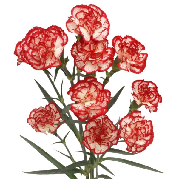 Mini BiColor Ren & White Carnation - Bulk Wholesaler