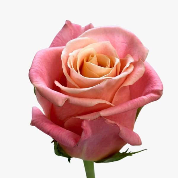 Coral Miss Piggy Rose