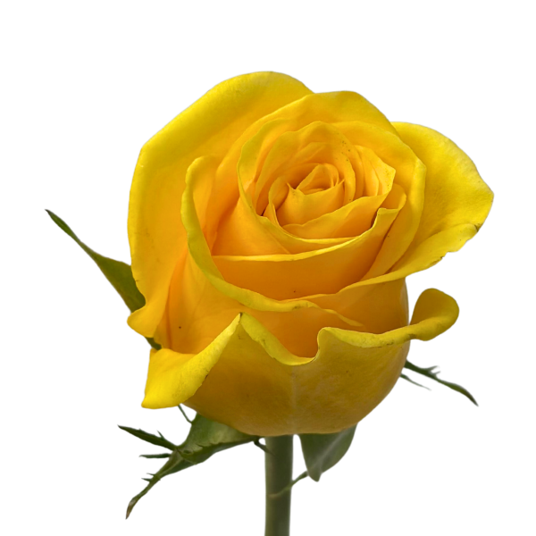 Yellow Rose Momentum