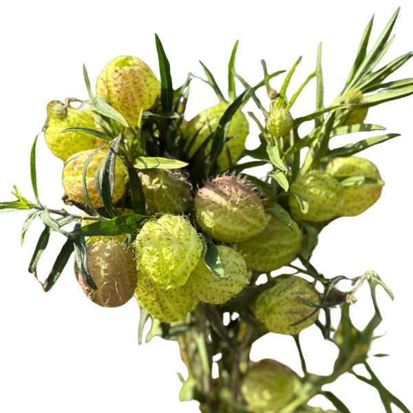 Seasonal Monkey Balls 