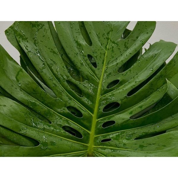Monstera Medium