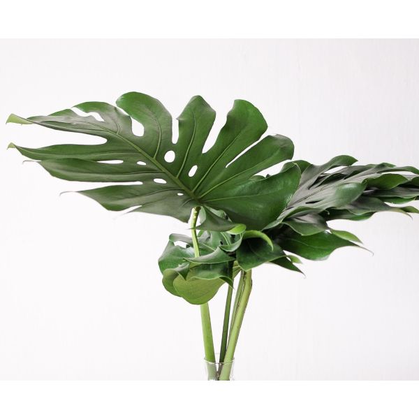 Monstera Large