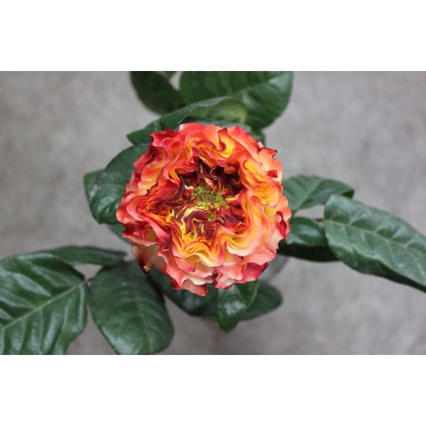 Garden Rose Fuego