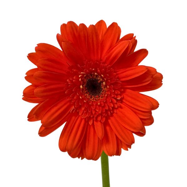 Gerbera Daysi Orange 