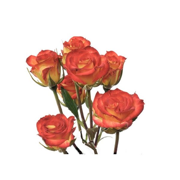 Spray Roses Mambo Orange