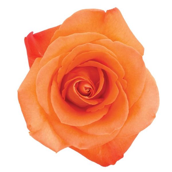 Orange Rose Voodoo
