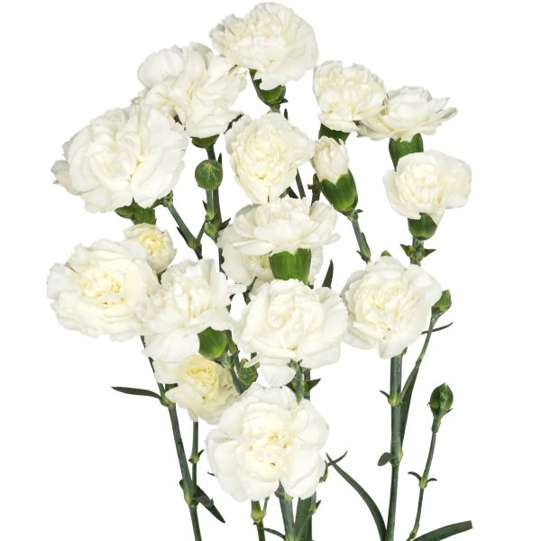 Mini White Carnations – Pure White Wholesale Mini Carnations in Bulk for Events & Bouquets