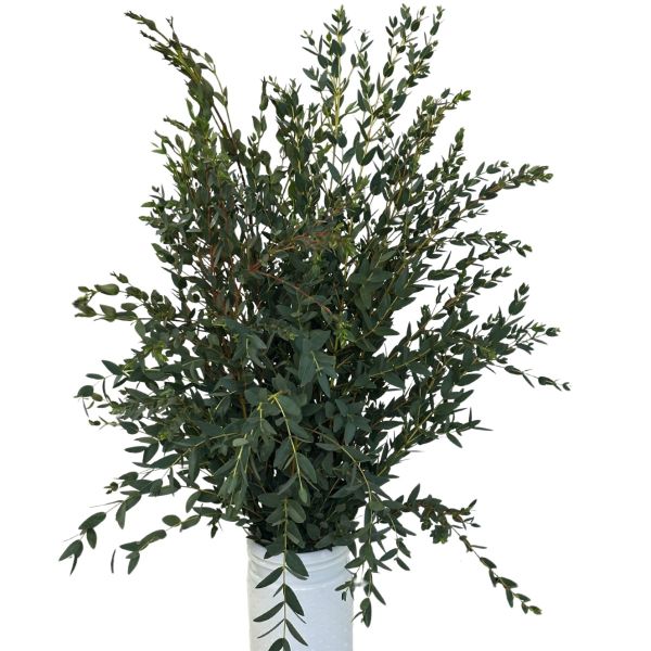 fresh eucalyptus parvifolia wholesale for floral arrangements