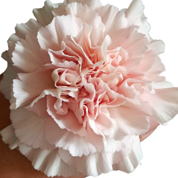 Blush Pink Carnations – Soft Blush Pink Wholesale Carnations for Events & Bouquets