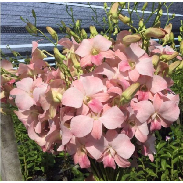 Dendrobium Peach / Blusk pink