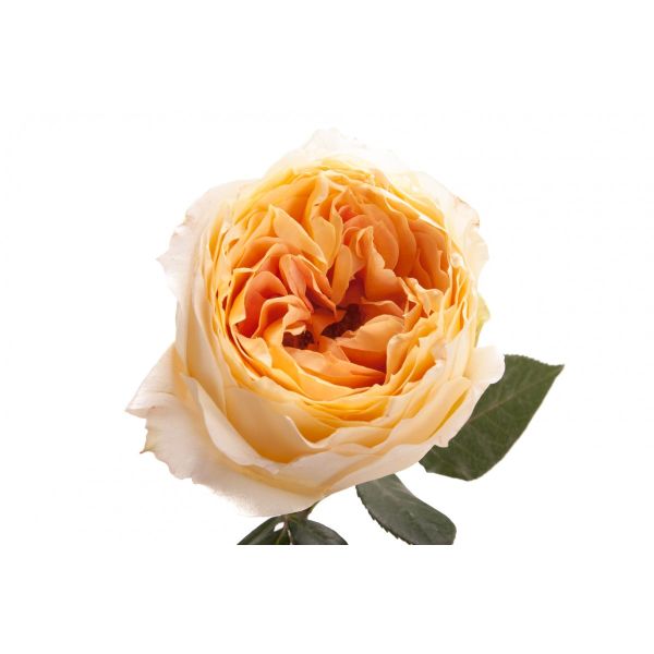 Garden Rose Caramel Antique Champagne