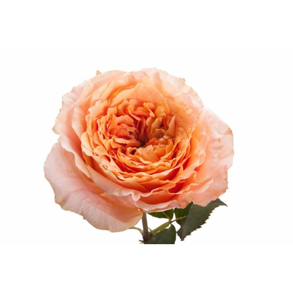 Garden Rose Mayra Peach