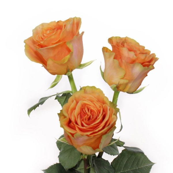 Garden Rose Peach xpression