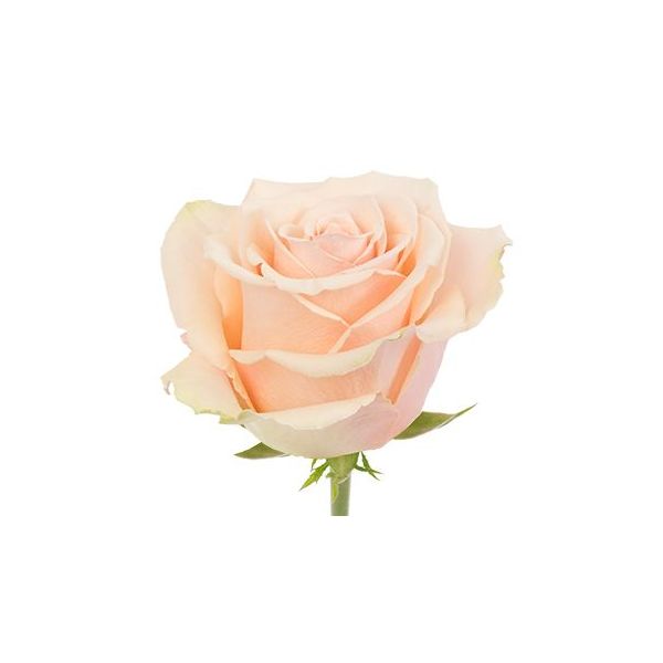 Peach rose Primavera