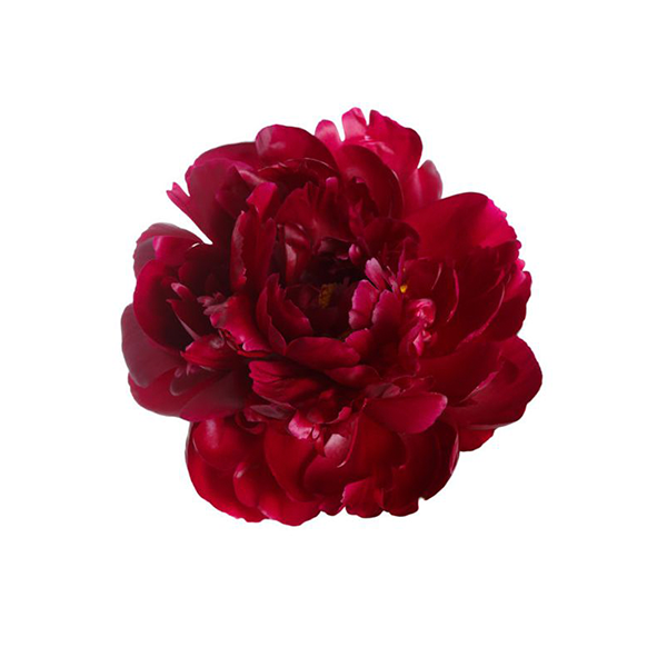 Peonies - red