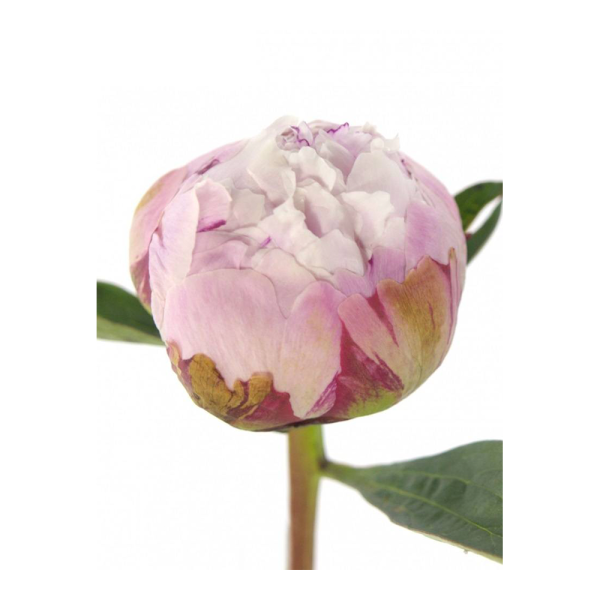 Peonies - Sarah Bernard