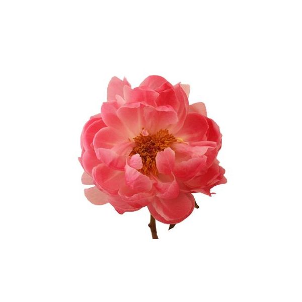 Peonies Coral Charm Peach
