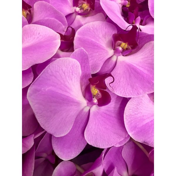 Phalaenopsis Fuchsia 9 Blooms +