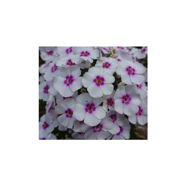 Phlox Bi-color white& purple