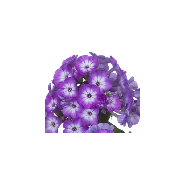 Phlox Purple