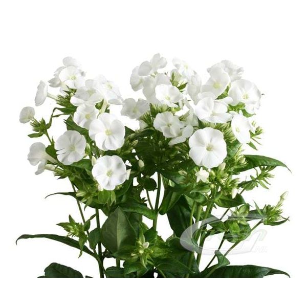 Phlox White