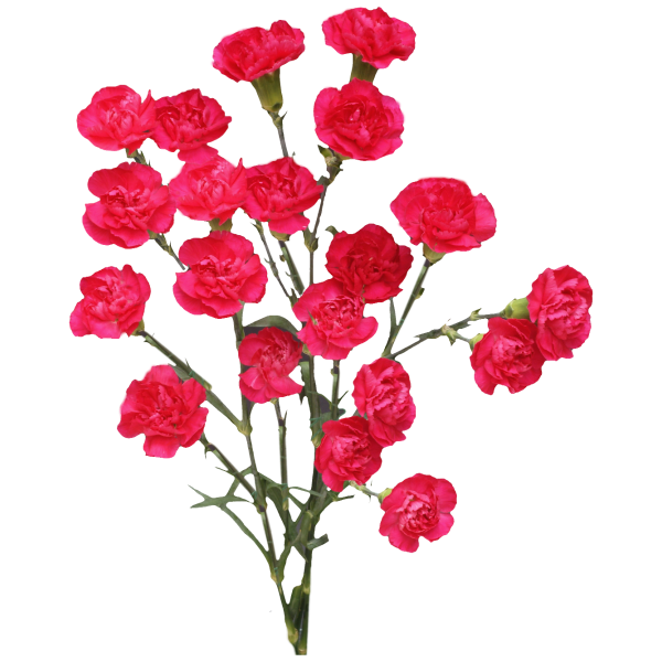 Hot Pink Mini Carnations – Bulk Wholesale Flowers for Weddings & Events