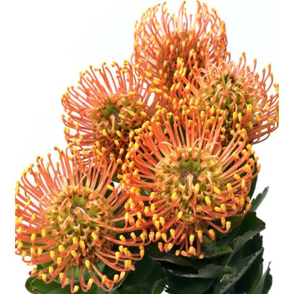 Pincushion Protea Bright Orange