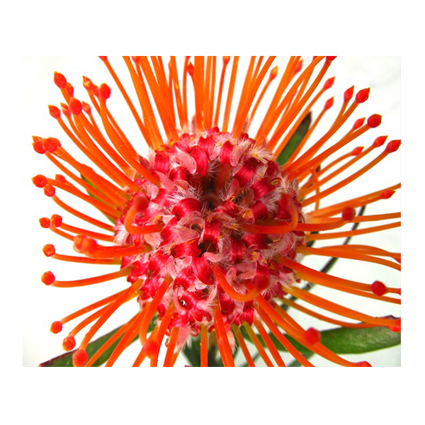 Pincushion Protea  Orange