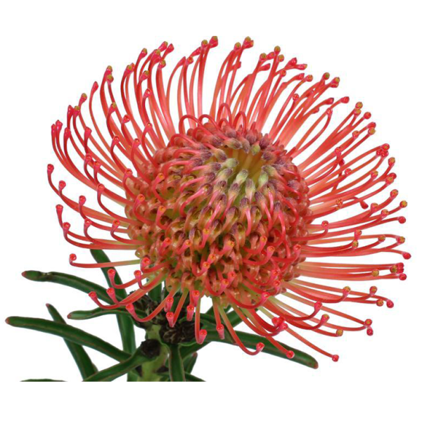 Pincushion Protea  Red