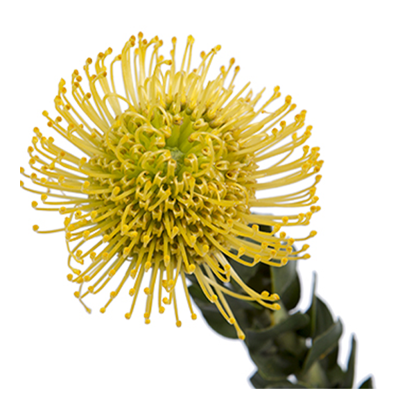 Pincushion Protea  Yellow