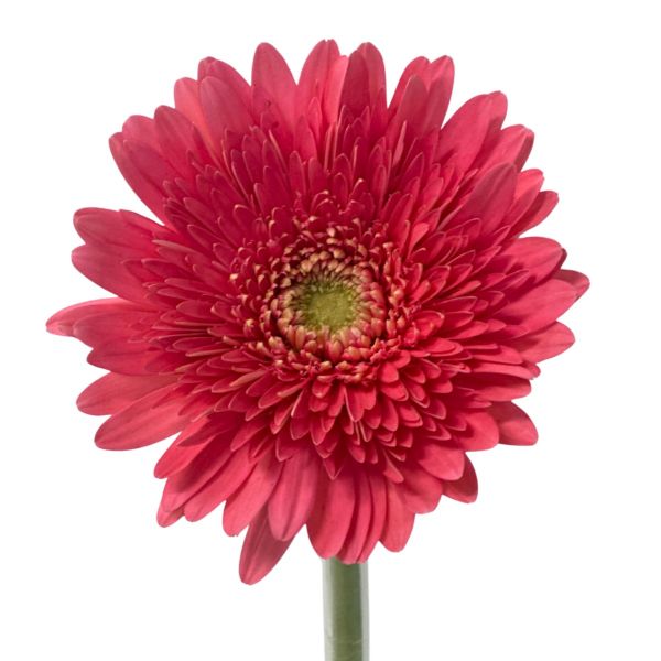 Gerbera Daisy — pink