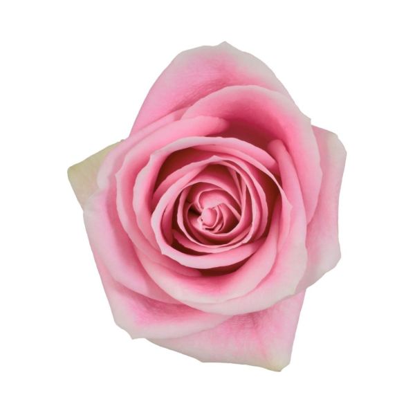 Pink Rose Rosita Vendela